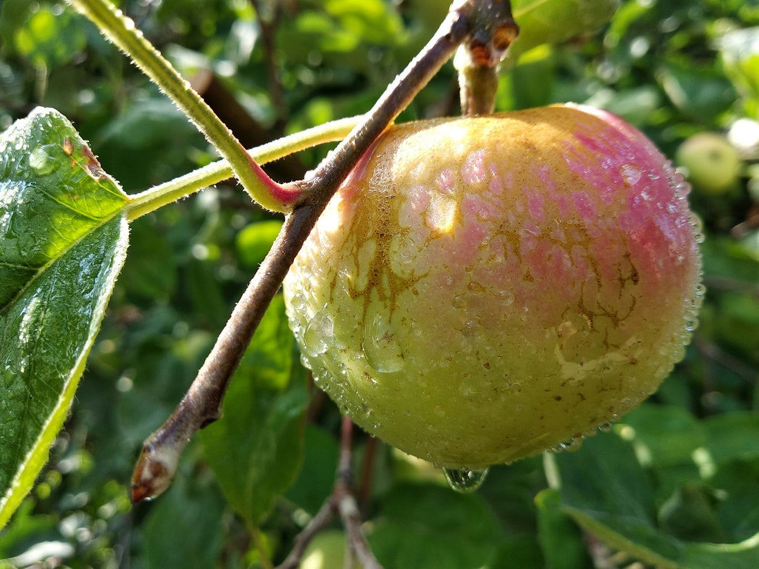 Best Apple Substitute for Cooking & Baking - Alternative Apple Flavors