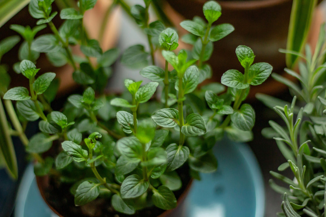 Best Peppermint Substitute for Cooking & Baking - Alternative Peppermint Flavors