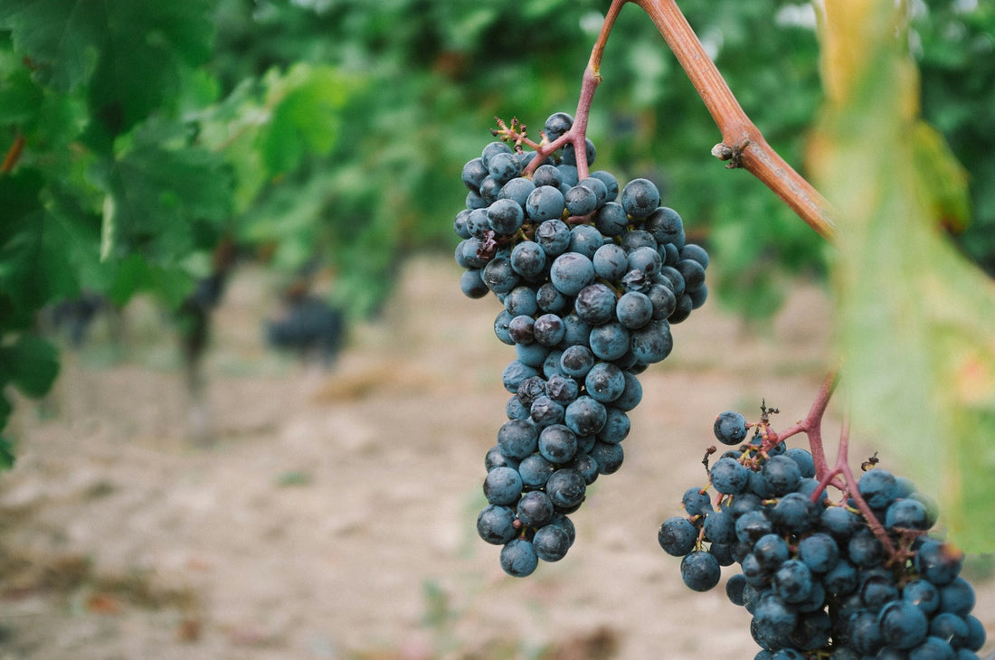 Premium Grape Extracts and Flavorings: Your Ultimate Guide to Wholesale and Bulk Suppliers