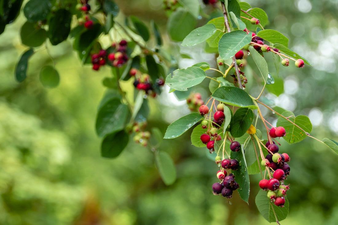 Discover the Best Elderberry Flavorings: Your Ultimate Guide to Wholesale & Bulk Suppliers for Baking and Cooking