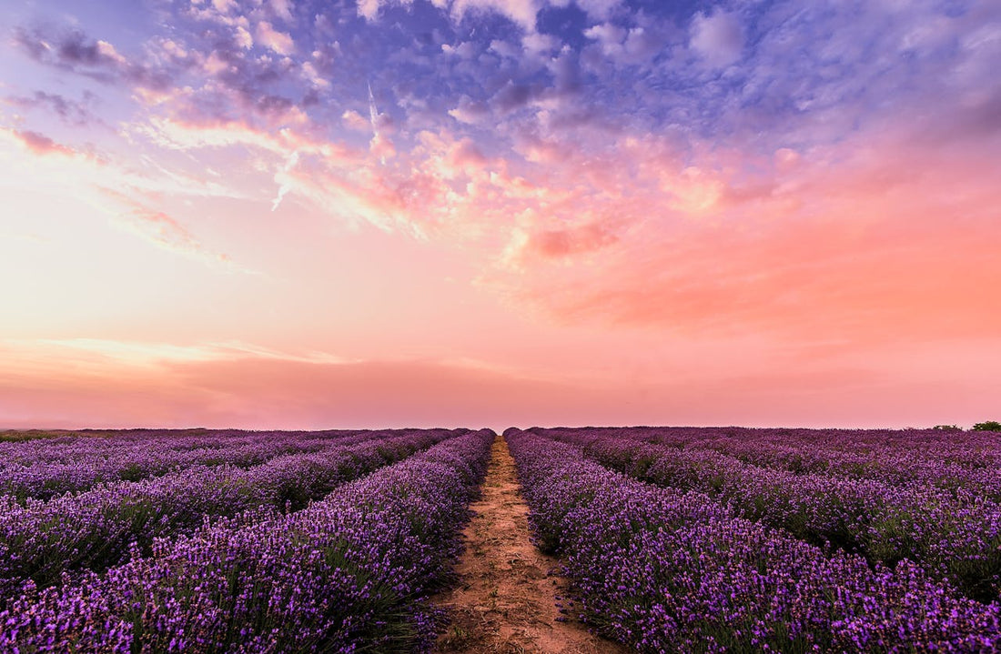 Discover the Essence of Culinary Delight: Your Guide to Wholesale and Bulk Lavender Flavorings for Baking and Cooking