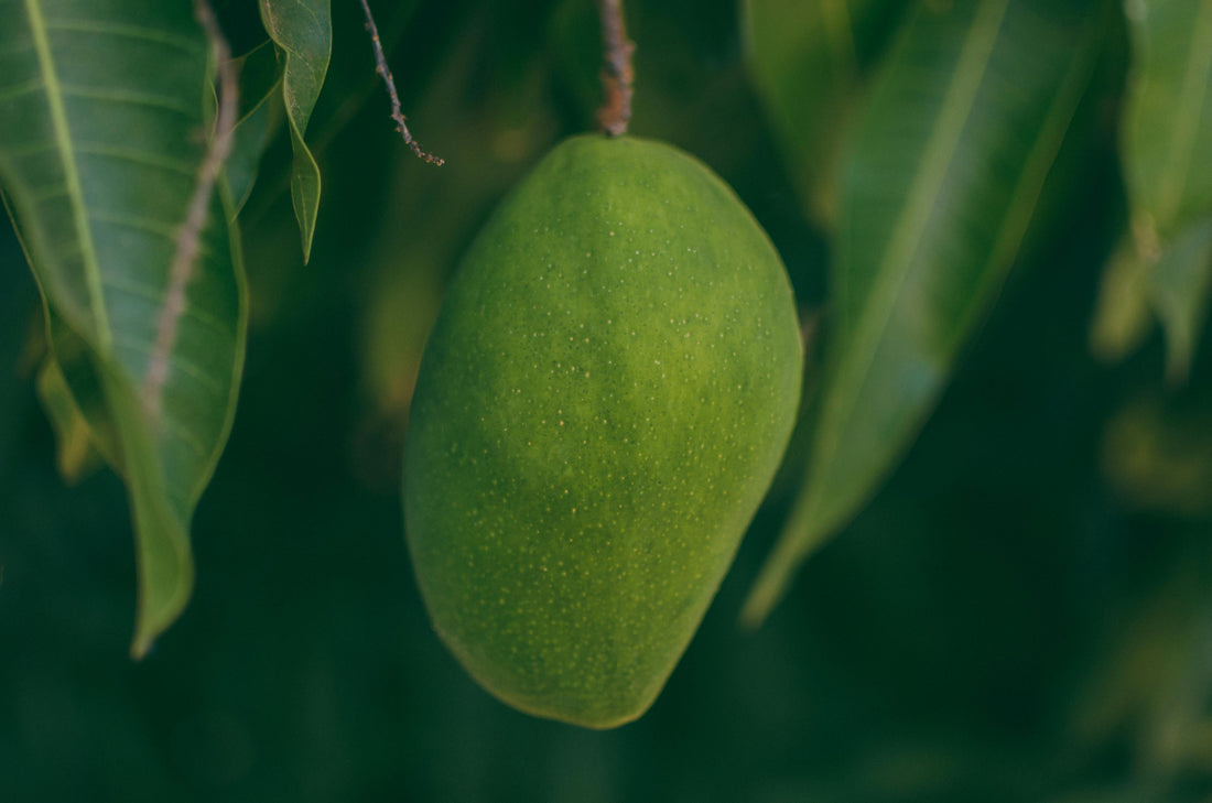 Leading Supplier of Mango Passion Fruit: Bulk & Wholesale Options for Extracts and Concentrates