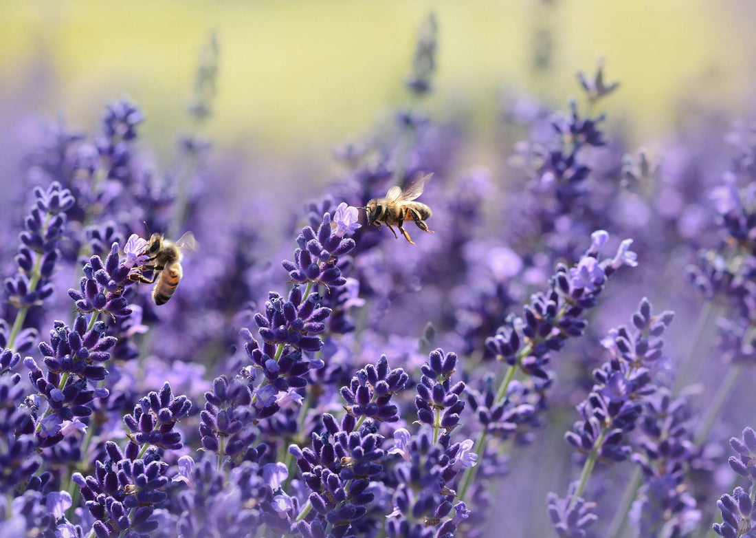 Best Lavender Substitute for Cooking & Baking