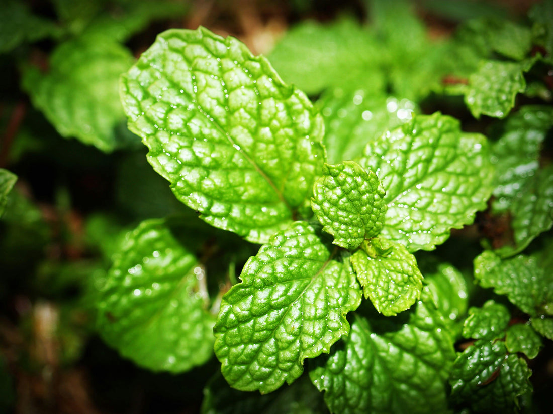 Premier Wholesale Bulk Peppermint Flavorings & Flavors Suppliers: Extracts, Concentrates, and Essences for Baking and Cooking
