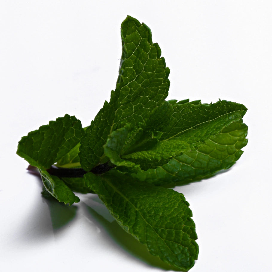 Peppermint Oil in Bulk