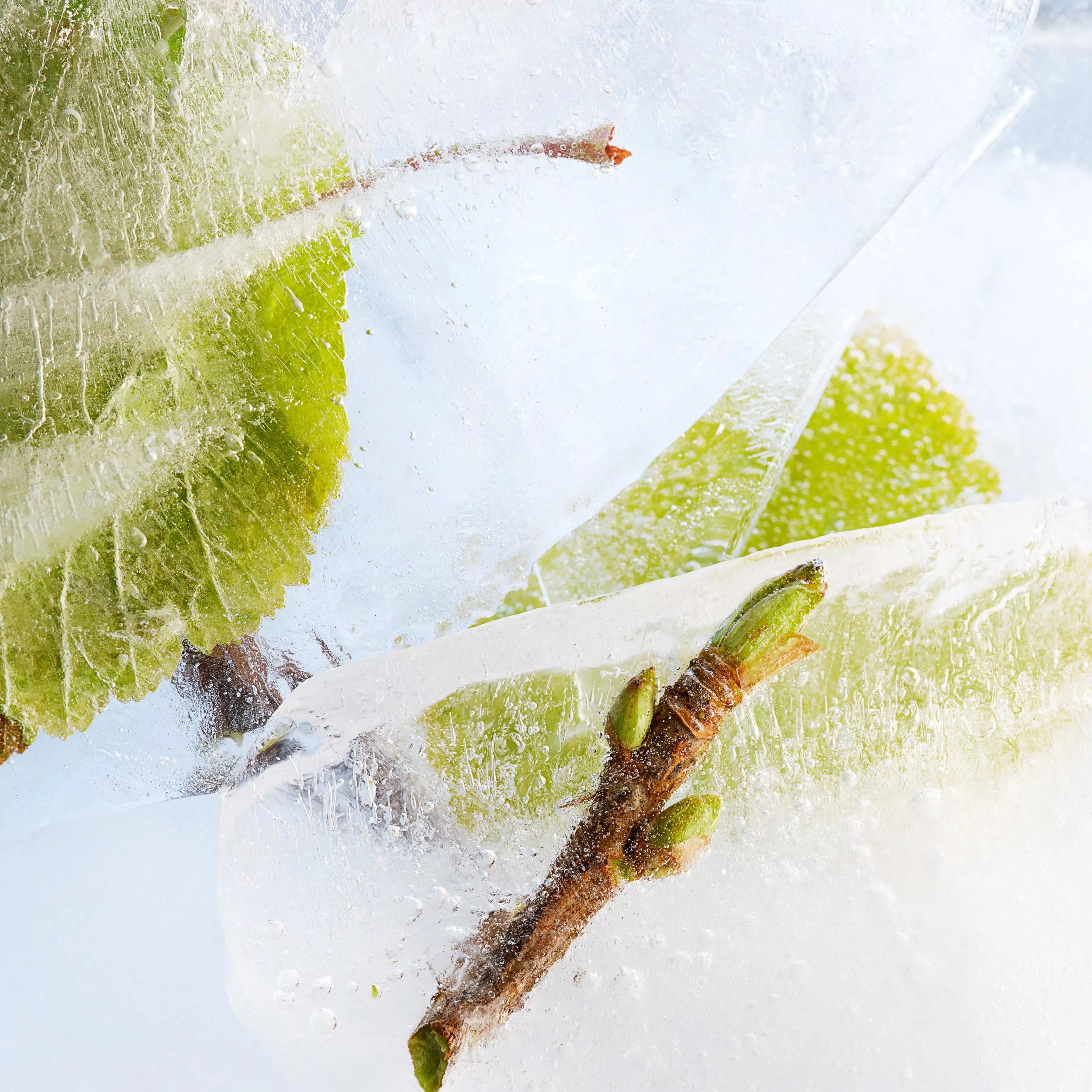 Blackcurrant bud